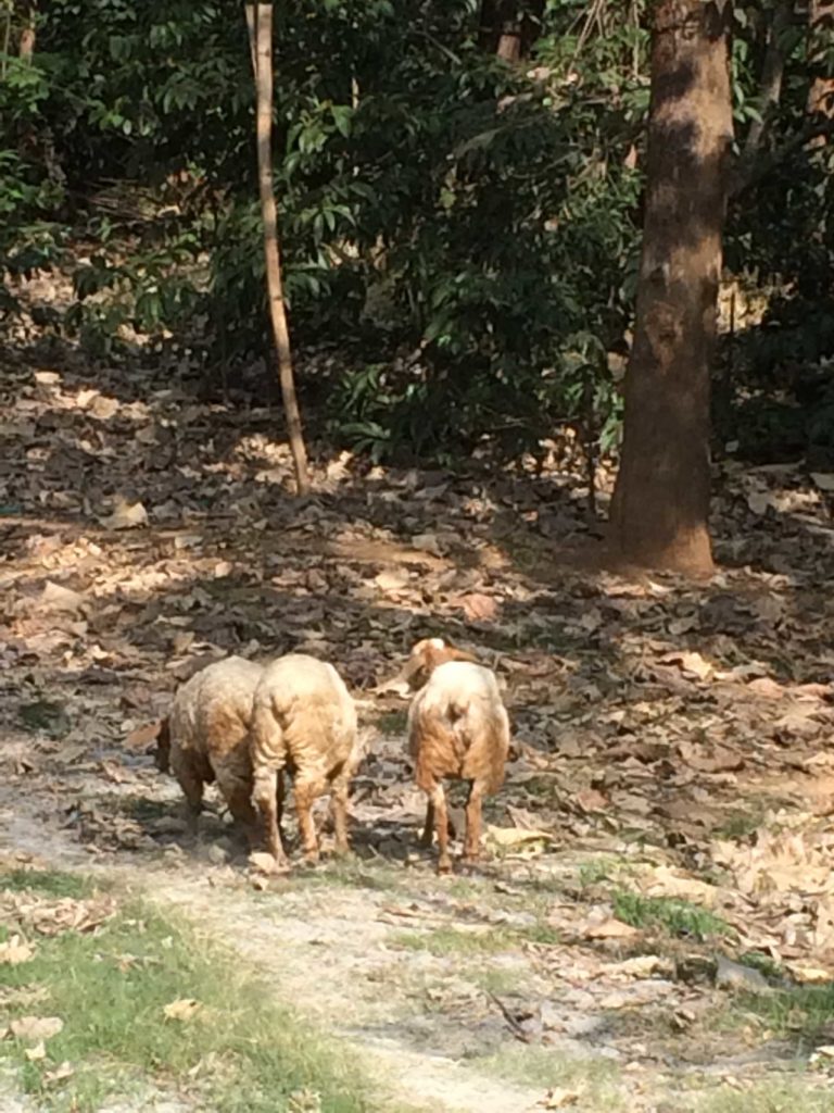 Sheep at ‘The Farm’